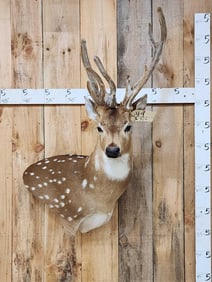 Freak Axis Deer Shoulder Mount Taxidermy