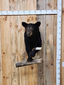 Black Bear Half Body Taxidermy Mount
