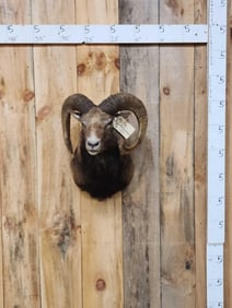 Mouflon Ram Sheep Shoulder Mount Taxidermy