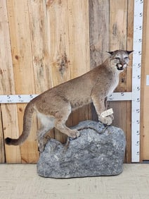 Mountain Lion Cougar Full Body Taxidermy Mount