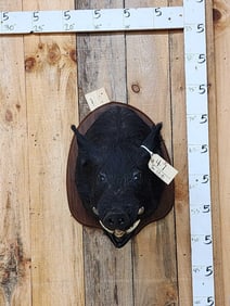 Wild Boar Hog Shoulder Mount Taxidermy