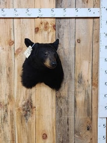 Black Bear Shoulder Mount Taxidermy