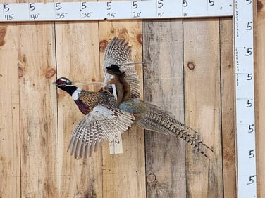 Cowboy Squirrel Riding A Flying Pheasant Taxidermy