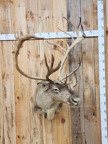 Caribou Shoulder Mount Taxidermy