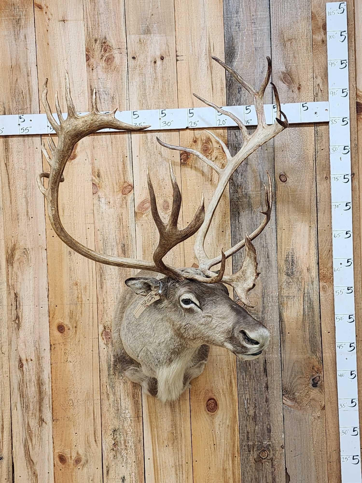 Caribou Shoulder Mount Taxidermy (1 of 7)