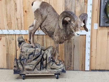 Rocky Mountain Bighorn Sheep Full Body Taxidermy Mount