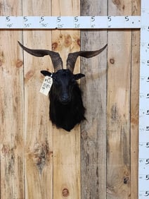 Feral Goat Shoulder Mount Taxidermy
