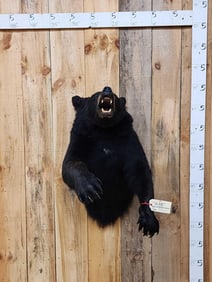 Black Bear Half Body Taxidermy Mount