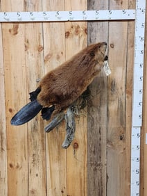 Beaver Full Body Taxidermy Mount