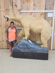 Vintage Polar Bear Full Body Taxidermy Mount