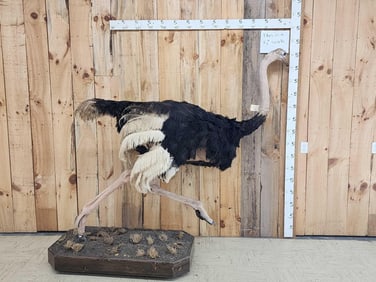 Running Ostrich Full Body Taxidermy Mount