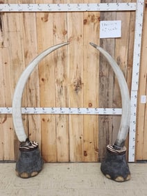 Set Of Reproduction Elephant Tusks Taxidermy