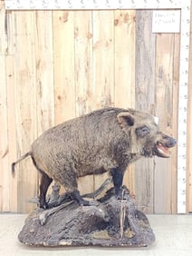 BIG Wild Russian Boar Hog Full Body Taxidermy Mount