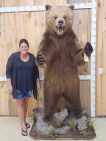 Alaskan Grizzly Bear Full Body Taxidermy Mount