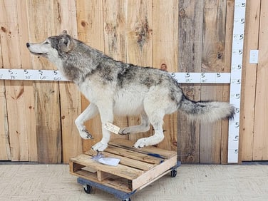 Alaskan Wolf Full Body Taxidermy Mount