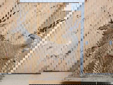 Pair Of African Lesser Kudu Full Body Taxidermy Mount