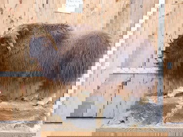 Musk Ox Full Body Taxidermy Mount