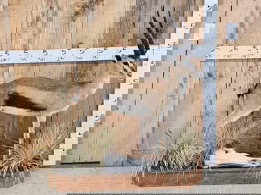 Thompsons Gazelle Full Body Taxidermy Mount