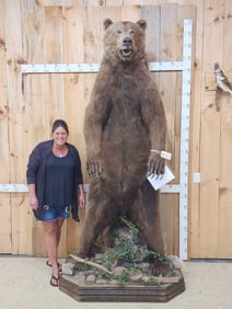 GIANT Alaskan Grizzly Bear Full Body Taxidermy Mount
