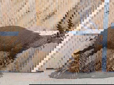 African Sitatunga Full Body Taxidermy Mount