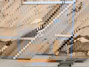 African Gemsbok Full Body Taxidermy Mount