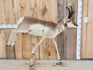Pronghorn Antelope Full Body Taxidermy Mount