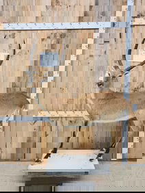 African Lechwe Full Body Taxidermy Mount