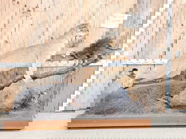 Mountain Lion Cougar VS Porcupine Full Body Taxidermy Mount