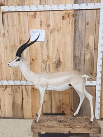 African Grants Gazelle Full Body Taxidermy Mount