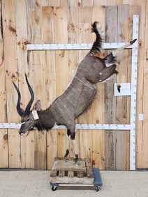 African Nyala Full Body Taxidermy Mount