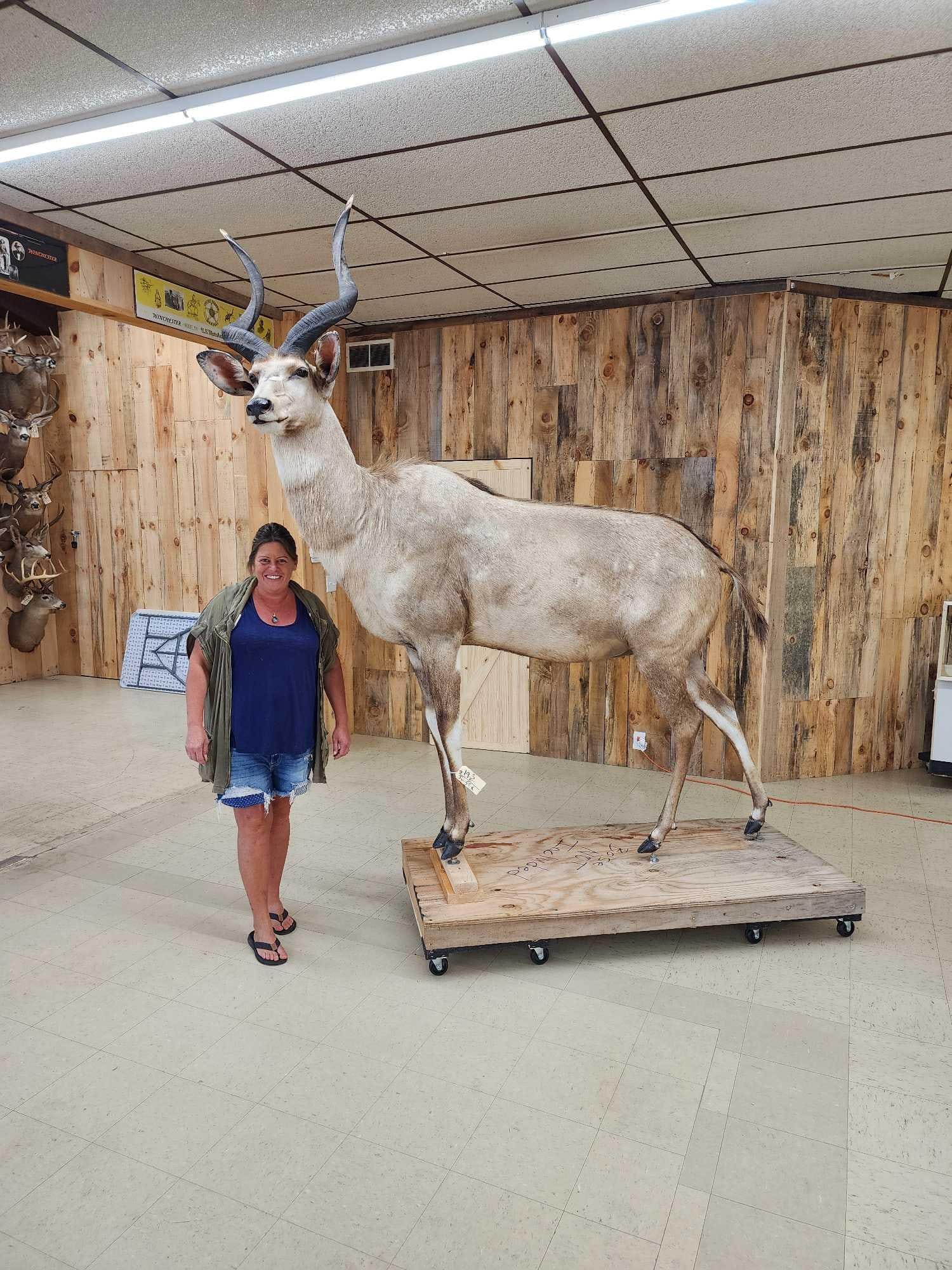 African Mountain Nyala Full Body Taxidermy Mount (1 of 7)