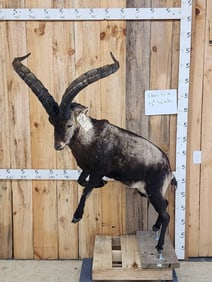 Spanish Ibex Full Body Taxidermy Mount