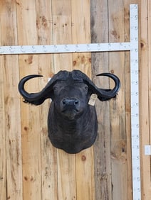 African Cape Buffalo Shoulder Mount Taxidermy