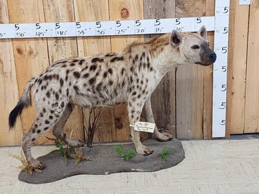 African Hyena Full Body Taxidermy Mount