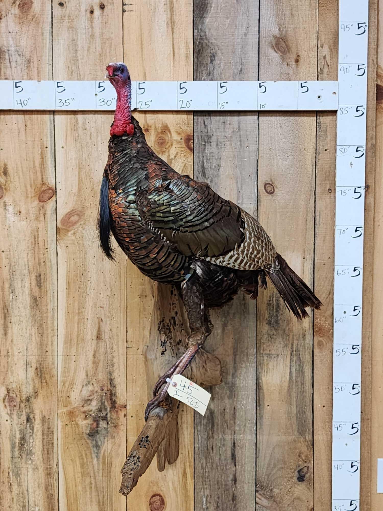 Tom Turkey Full Body Bird Taxidermy (1 of 6)