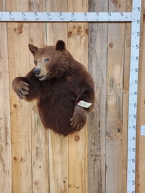 Cinnamon Phase Black Bear Half Body Taxidermy Mount