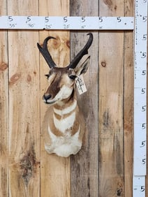 Pronghorn Antelope Shoulder Mount Taxidermy