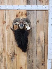 Mouflon Ram Sheep Shoulder Mount Taxidermy