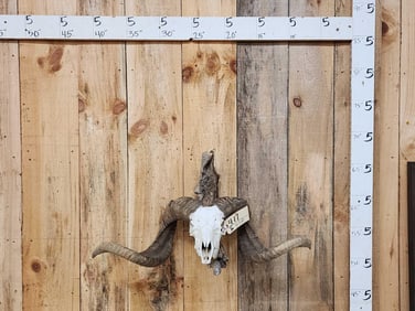 Ram Sheep Skull Taxidermy