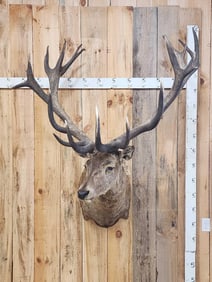 Big Red Stag Shoulder Mount Taxidermy