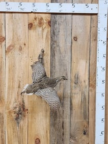 Sharptail Grouse In Flight Bird Taxidermy