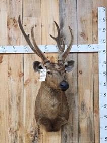 Sambar Stag Shoulder Mount Taxidermy