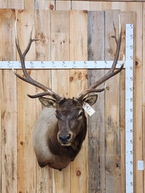 6x6 Elk Shoulder Mount Taxidermy