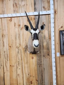 African Gemsbok Shoulder Mount Taxidermy