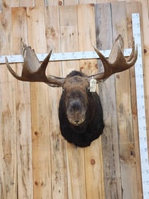42" Wide Moose Shoulder Mount Taxidermy