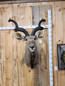 African Kudu Shoulder Mount Taxidermy