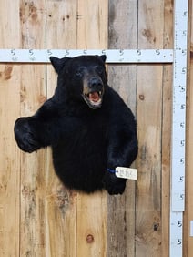 Black Bear Half Body Taxidermy Mount
