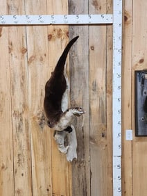 Otter Catching A Trout Full Body Taxidermy Mount