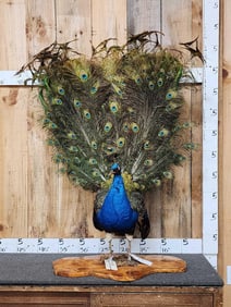 Strutting Peacock Full Body Bird Taxidermy