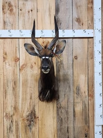African Nyala Shoulder Mount Taxidermy